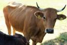 Murnau-Werdenfelser Kuh