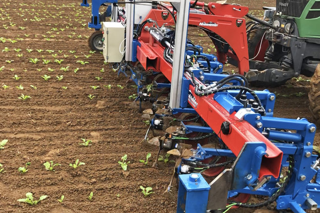 Selektivhackgerät auf einem Feld mit kleinen Pflänzchen