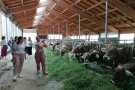 Zwei Frauen unterhalten sich in einem Kuhstall.