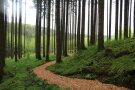 Hackschnitzelpfad im Wald