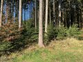 Altbestand mit Verjüngung