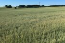 Haferfeld