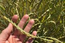Dinkel-Ähre in einer Hand