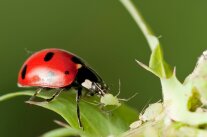 Marienkäfer auf einem Grashalm mit einer gefangenen Blattlaus