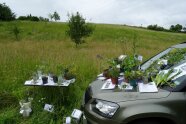 Pflanzen auf und neben einem Auto