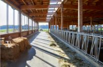 Luftiger Kuhlaufstall aus Holz