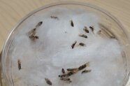 geflügelte Insekten in einer Petri-Schale