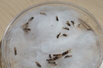 geflügelte Insekten in einer Petri-Schale