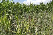Unkräuter vor hohen Maispflanzen auf dem Feld